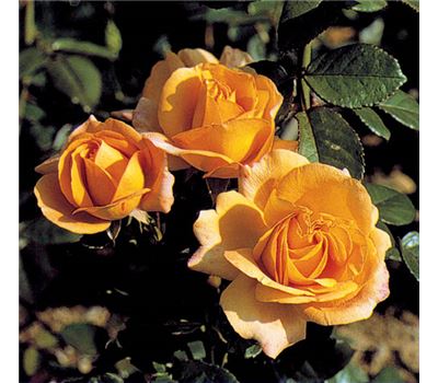 Rosa (Floribundarose) 'Amber Queen'