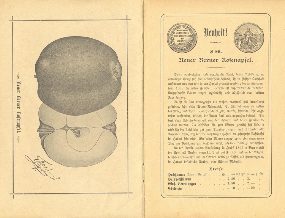 Berner Rose Text und Bild aus Katalog von 1896.jpg