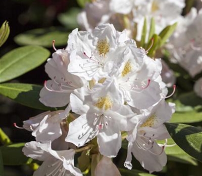 Rhododendron (Catawbiense-Gruppe) 'Catawbiense Album'