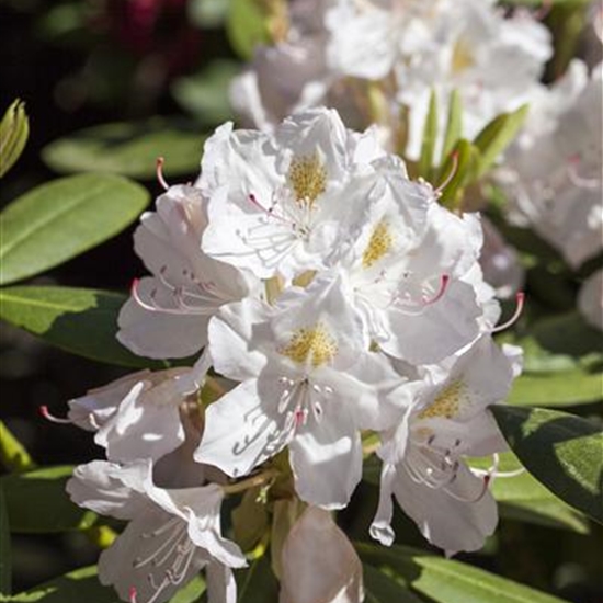 Rhododendron (Catawbiense-Gruppe) 'Catawbiense Album'