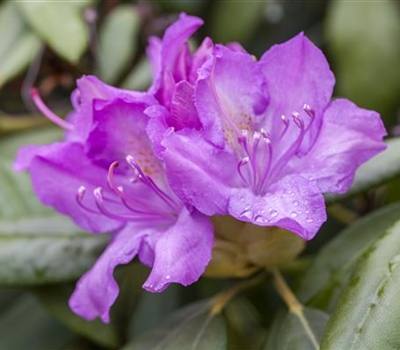 Rhododendron (Catawbiense-Gruppe) 'Catawbiense Boursault'