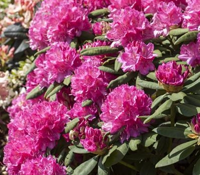 Rhododendron (Catawbiense-Gruppe) 'Catharine van Tol'