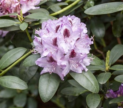 Rhododendron (Catawbiense-Gruppe) 'Humboldt'