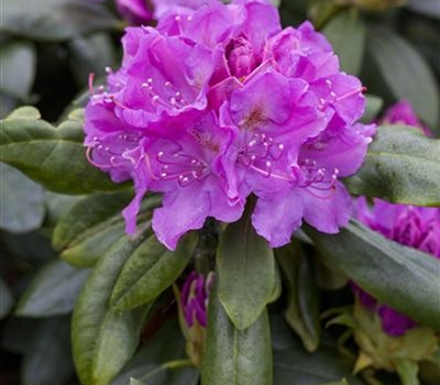 Rhododendron (Catawbiense-Gruppe) 'Lee's Dark Purple'