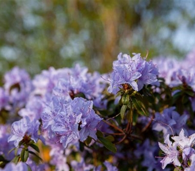 Rhododendron (Lapponicum-Gruppe) 'Gletschernacht'