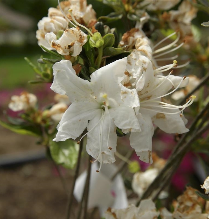 Rhododendron, Azalee