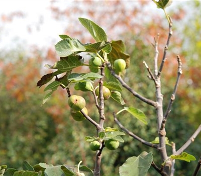 Ficus carica 'Osborn's Prolific'
