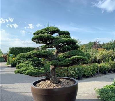 Pinus parviflora Nr. 314