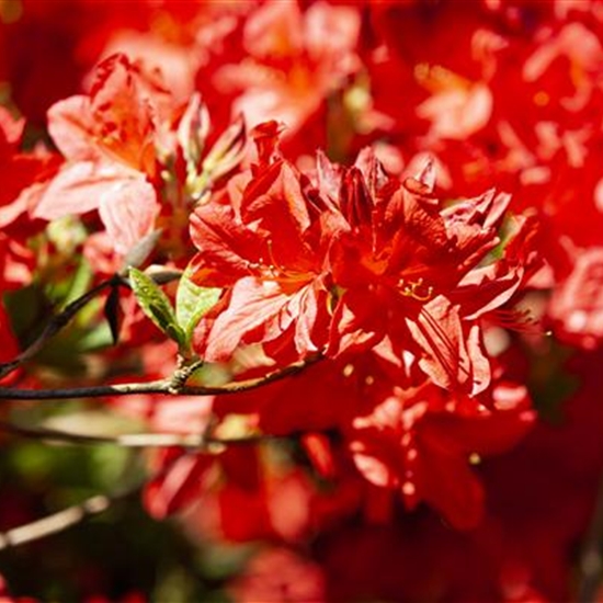 Rhododendron (Mollis Azalee) 'Fireball'