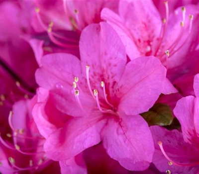 Rhododendron (Japanische Azalee) 'Diamant Purpur'
