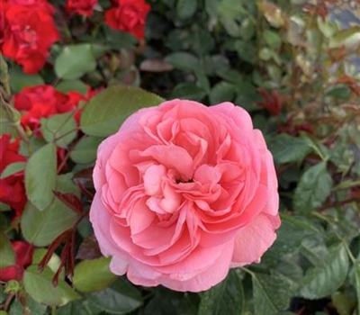 Rosa (Floribundarose) 'Bailando'