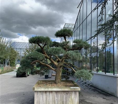 Pinus sylvestris 'Repens' Nr. 431