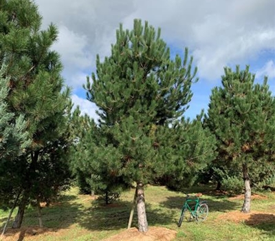 Pinus nigra subsp. nigra Nr. 307