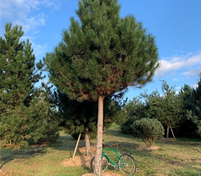 Pinus nigra subsp. nigra Nr. 388